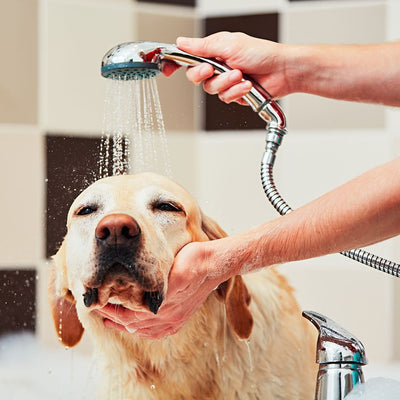 Pet grooming kits are an essential to keep your pet healthy and Beautfiful
