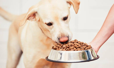 The importance of slowing down Labrador dog’s feeding speed