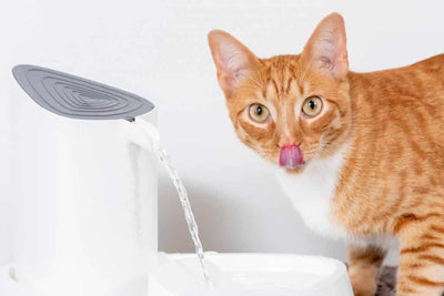 A water fountain for your cat