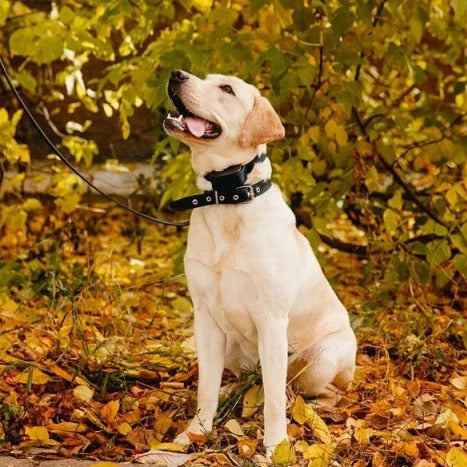 Anti-bark Training Collar