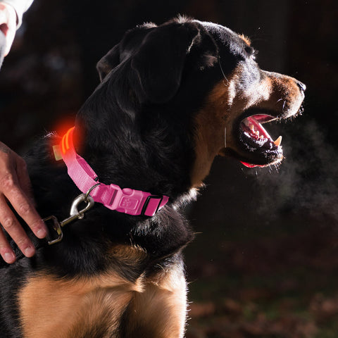 LED Rechargeable Collar