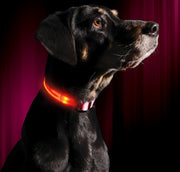 LED Rechargeable Collar