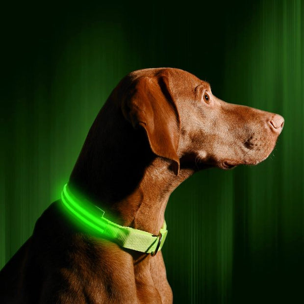 LED Rechargeable Collar